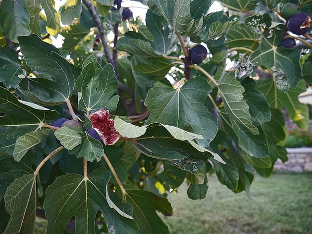 Кассандра отели