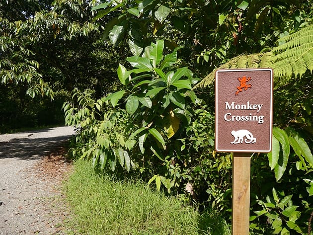 Бокас дель Торо Панама