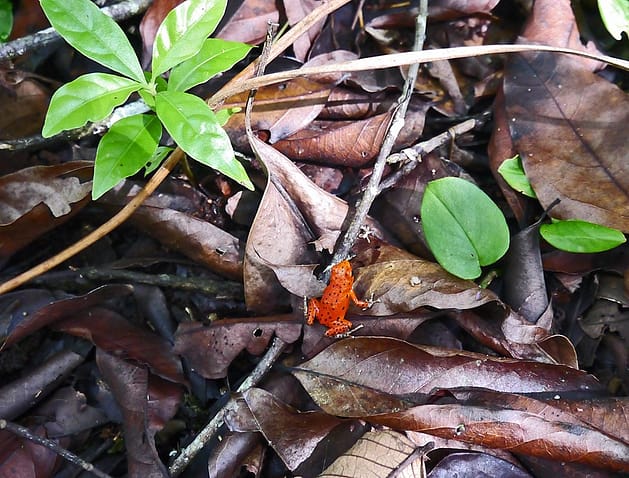 Бокас дель Торо Панама