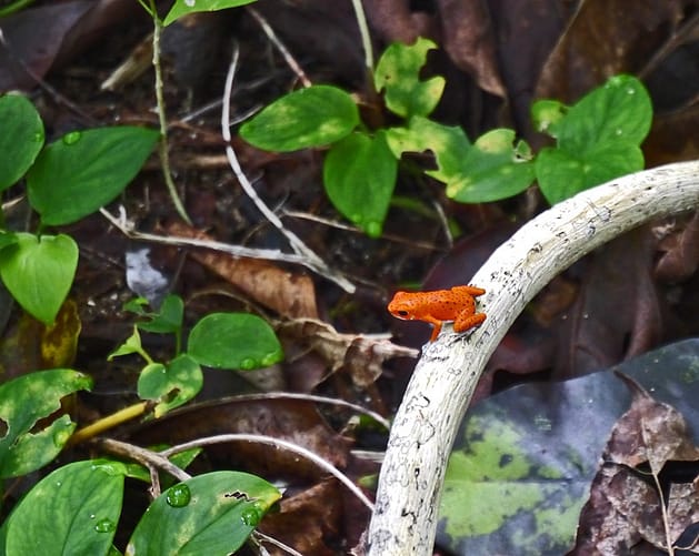 Бокас дель Торо Панама