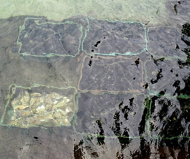 Устрицы в Хорватии