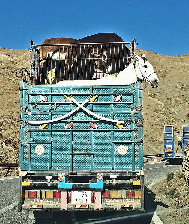 Марокко отзыв