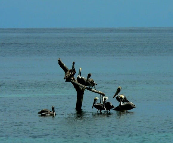 Острова Бокас дель Торо, Панама