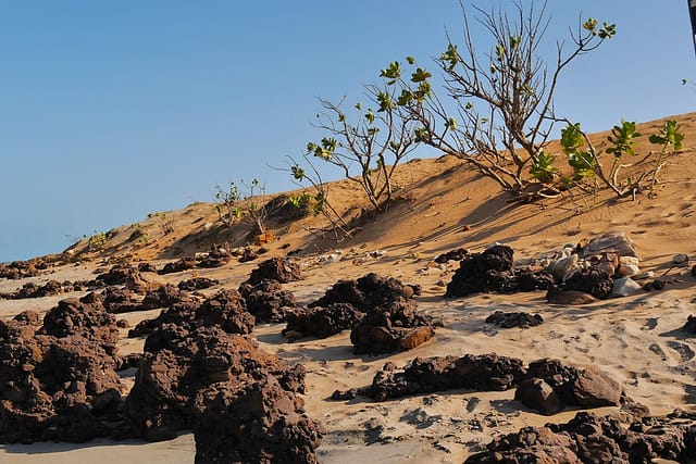 Жерикоакоара Бразилия