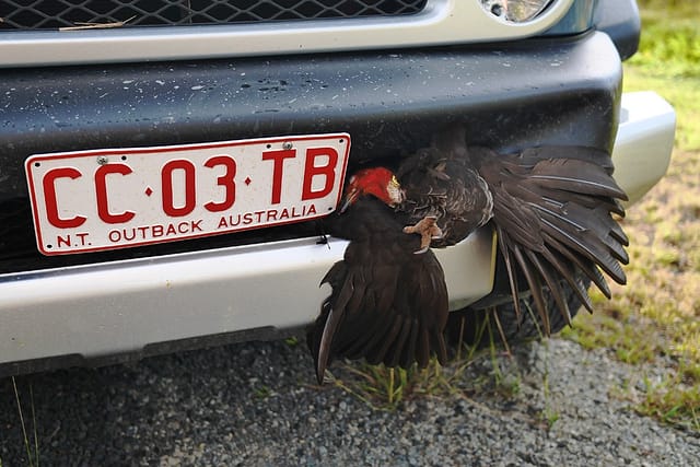 Австралийский аутбэк