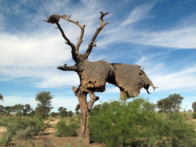 Путешествие по ЮАР на джипе