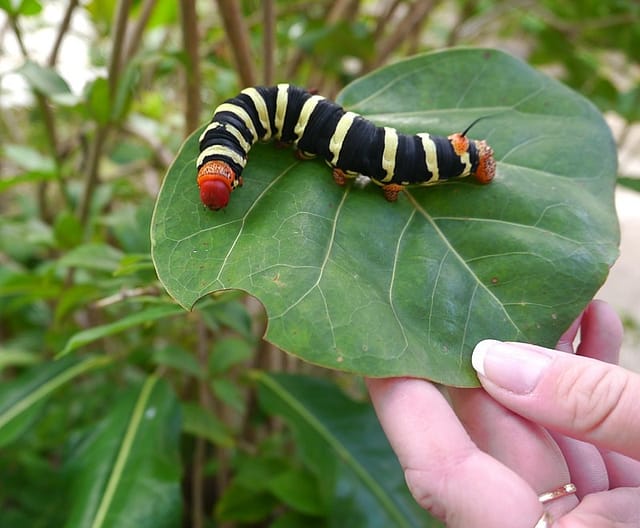 Остров Гваделупа