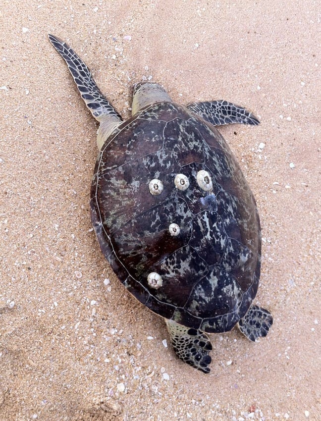 Отдых на Шри-Ланке отзывы