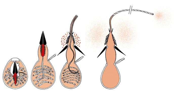 Кто кусается в море Таиланд