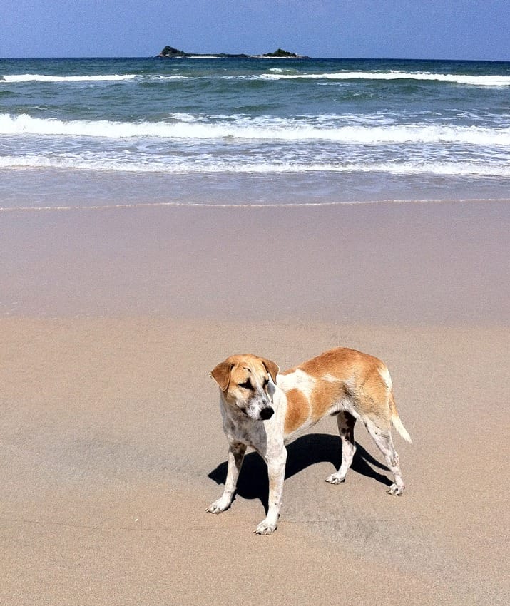 Отдых на Шри-Ланке отзывы