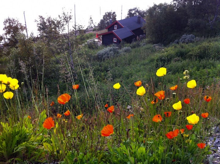 Язык Тролля в Норвегии