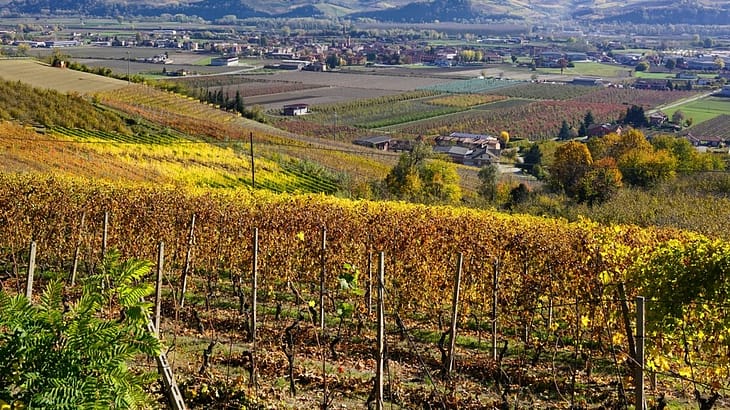 Вина Пьемонта Италия