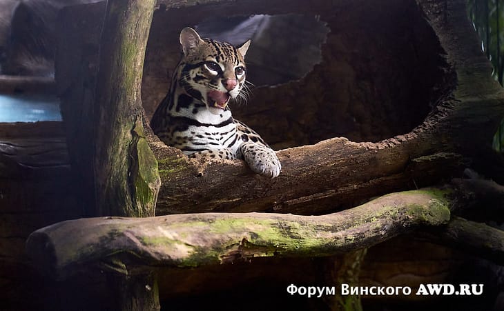 Коста-Рика что посмотреть