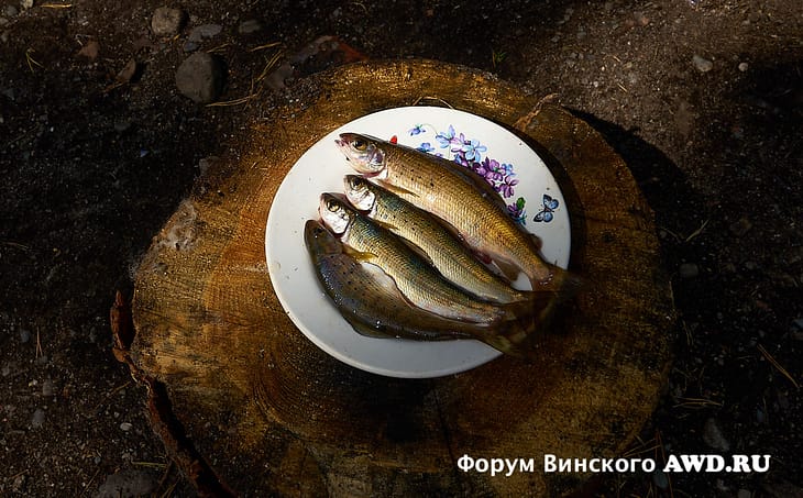 Снасть для рыбалки на Телецком озере