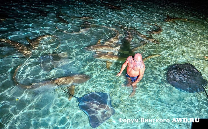 Акулы на Мальдивах