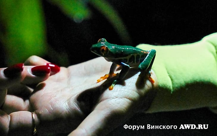 Символ Коста Рики