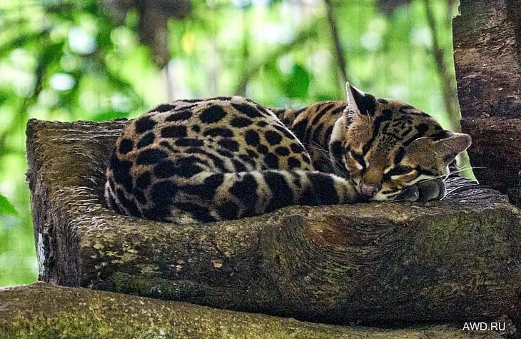 Коста-Рика интересные места