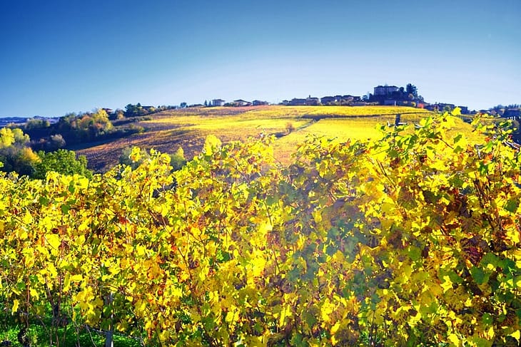 Вина Пьемонта Италия