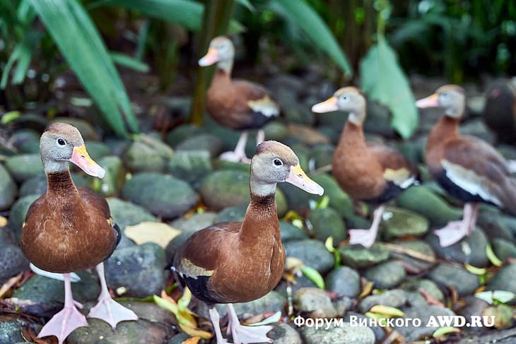 Коста Рика животный мир