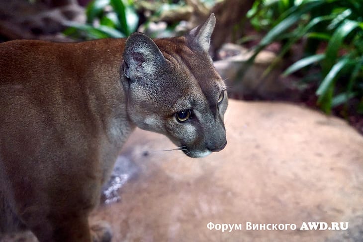 Коста Рика животные