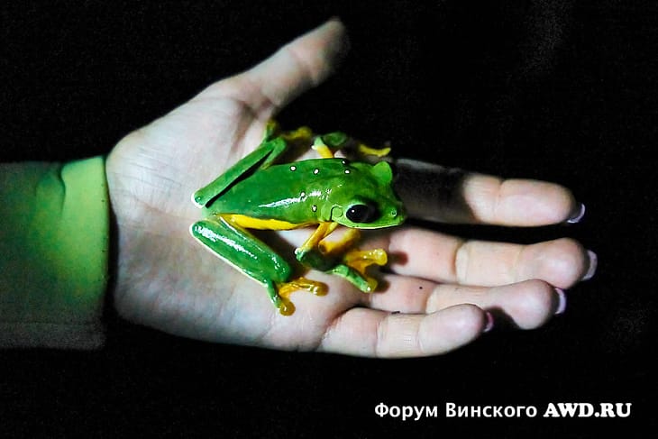 Лягушки в Коста Рике