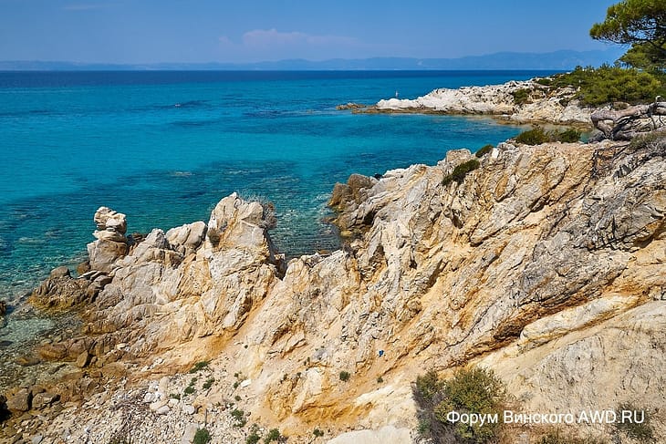 Кавуротрипес Ситония