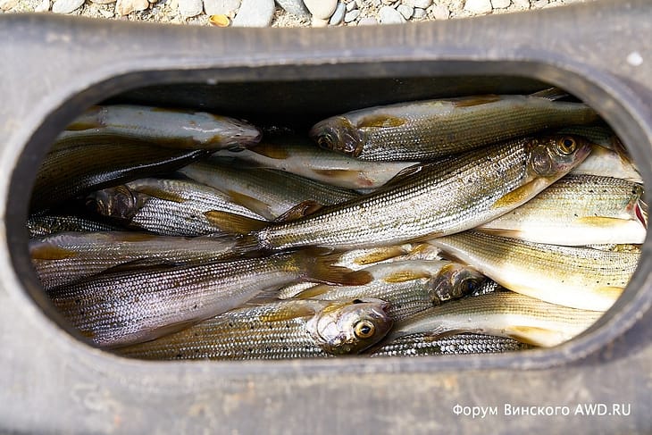 Рыбалка на Телецком озере