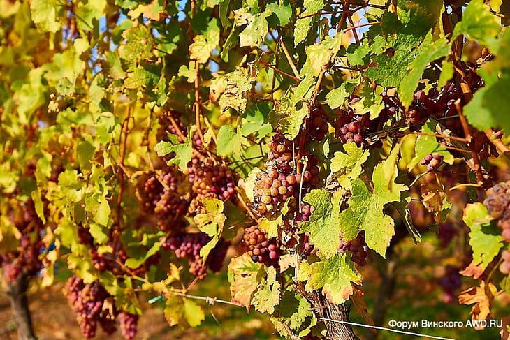 Винная дорога Эльзаса