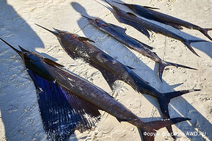 Рыбалка на Ко Липе