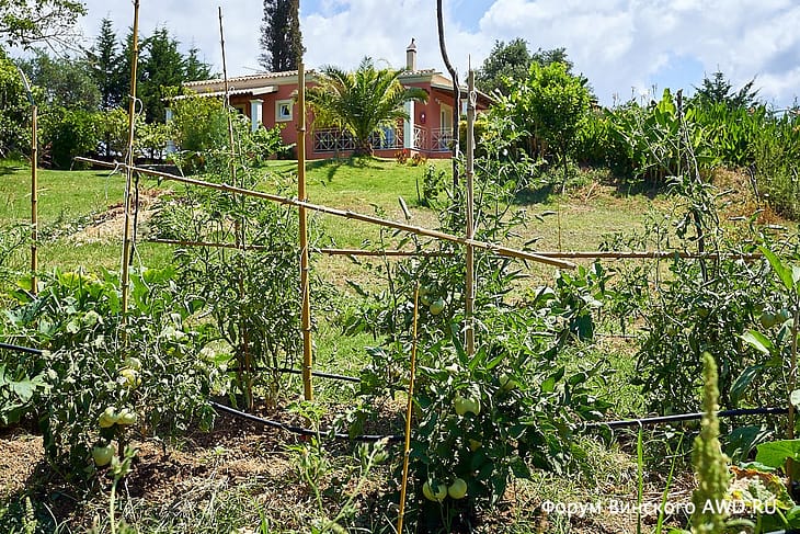 Корфу аренда виллы