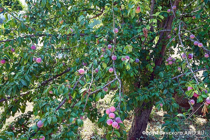 Сад на вилле Корфу