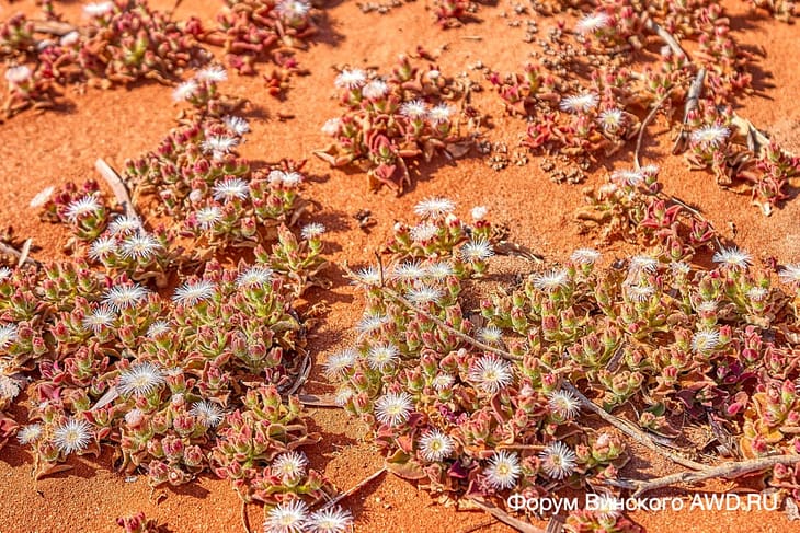 Francois Peron Wildlife