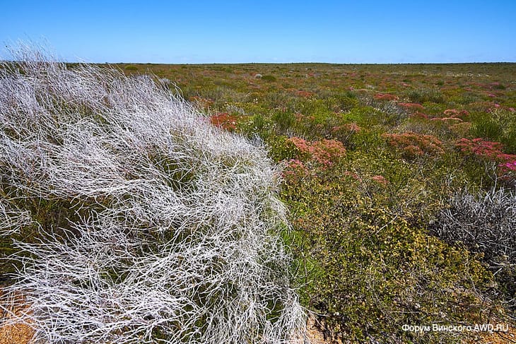Wildflowers in Western Australia