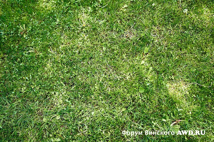 Газон без одуванчиков