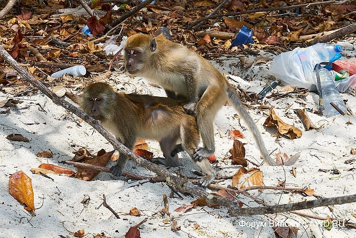 Пляж Манки-Бич (Monkey Beach)