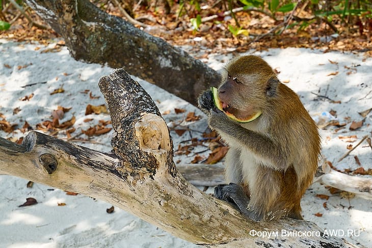 Ко Донг отзывы