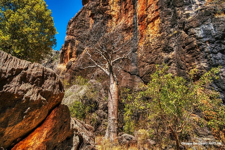 Windjana Gorge Campground Kimberley WA