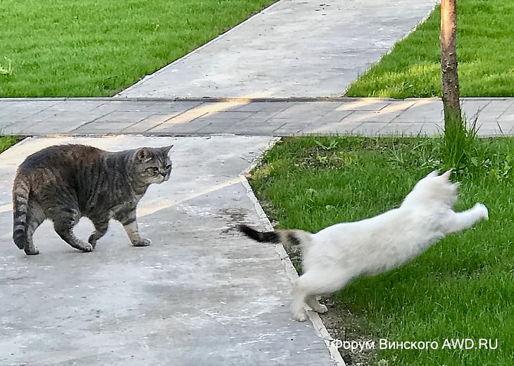 Жить на даче круглый год