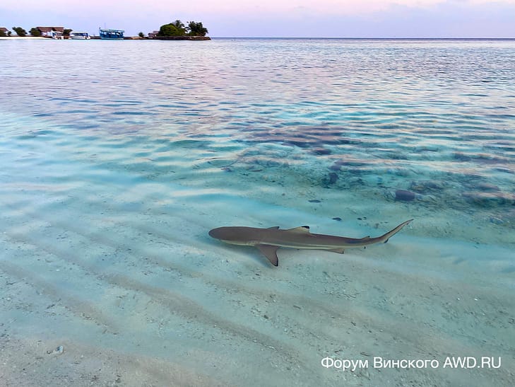 Makunudu Island акулы