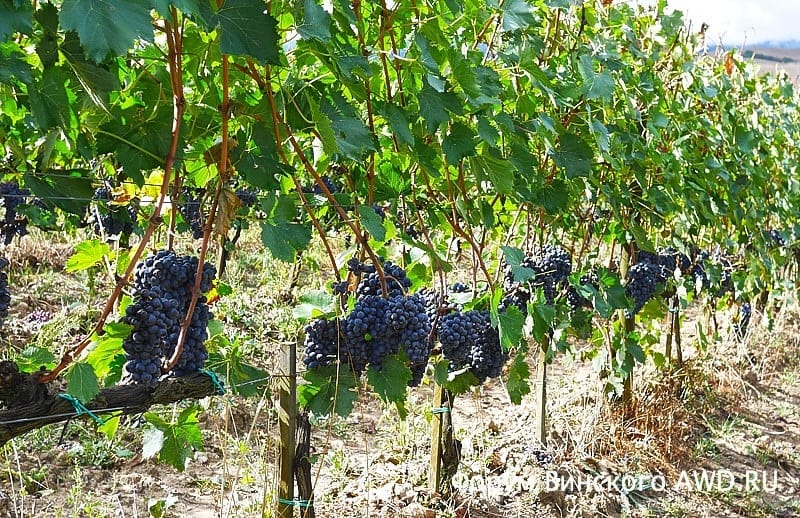 Винный тур по Тоскане