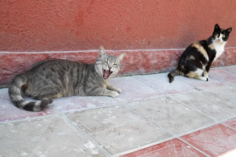 Что попробовать в Азербайджане