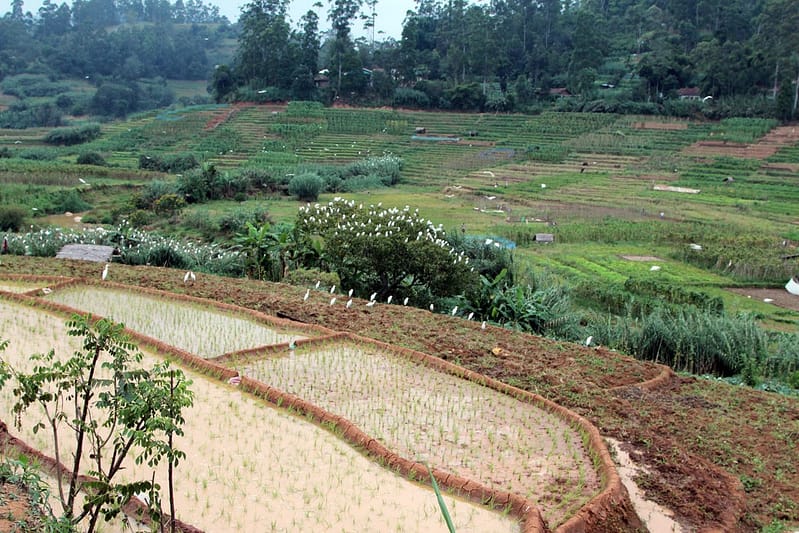 Отдых на Шри-Ланке отзывы