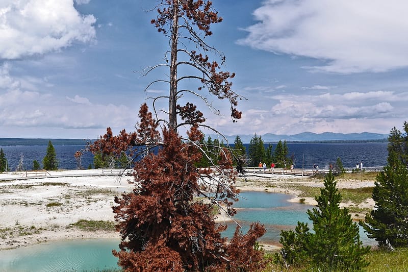 Парк Йеллоустоун отзыв