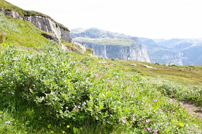 Язык Тролля в Норвегии