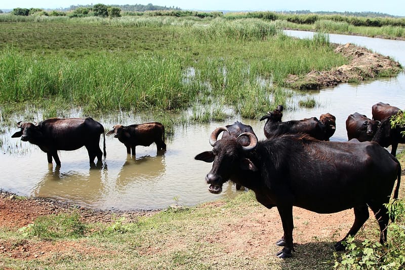 Шри Ланка самостоятельно на авто