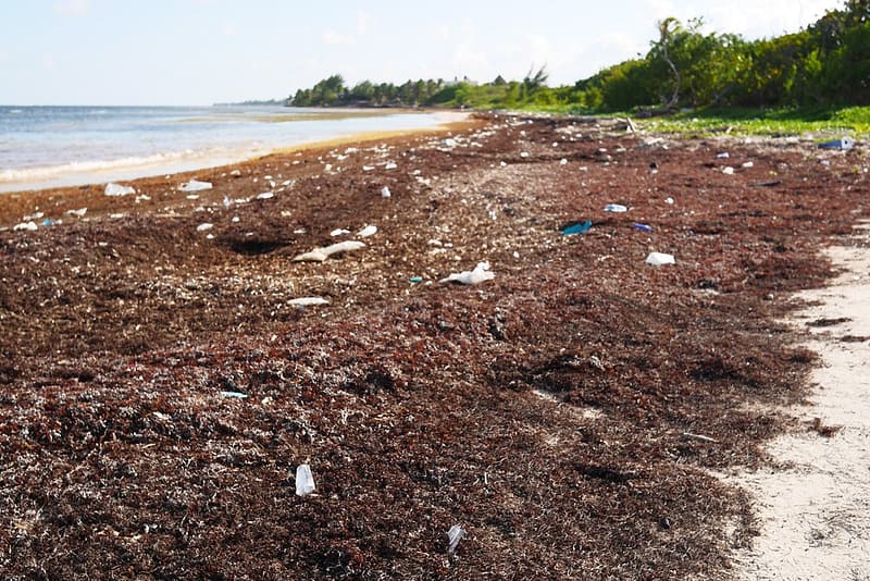 Водоросли на пляжах Мексики