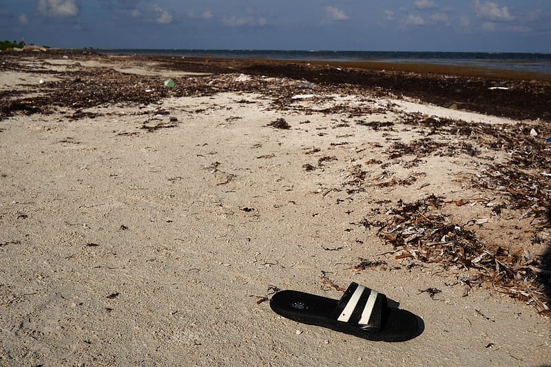 Водоросли на пляжах Мексики