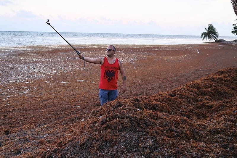 Водоросли на пляжах Мексики