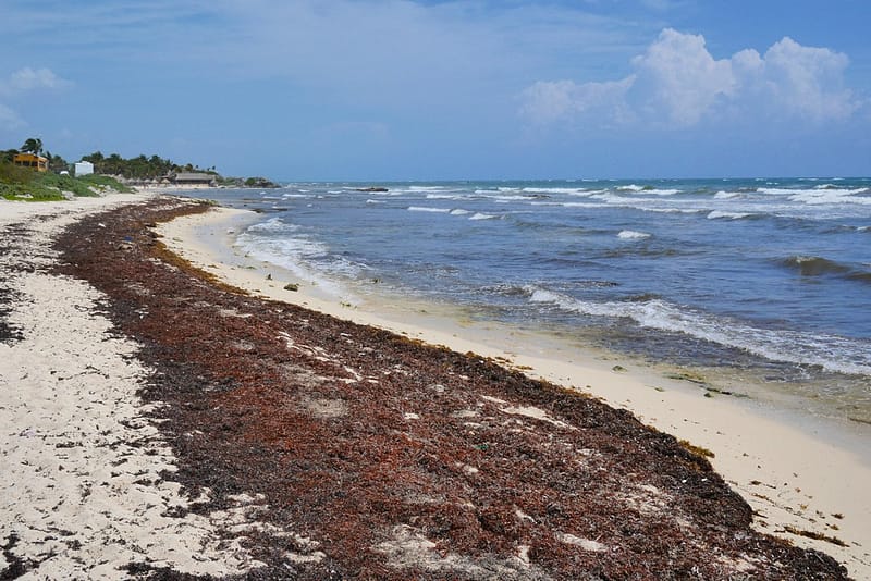 Водоросли на пляжах Мексики