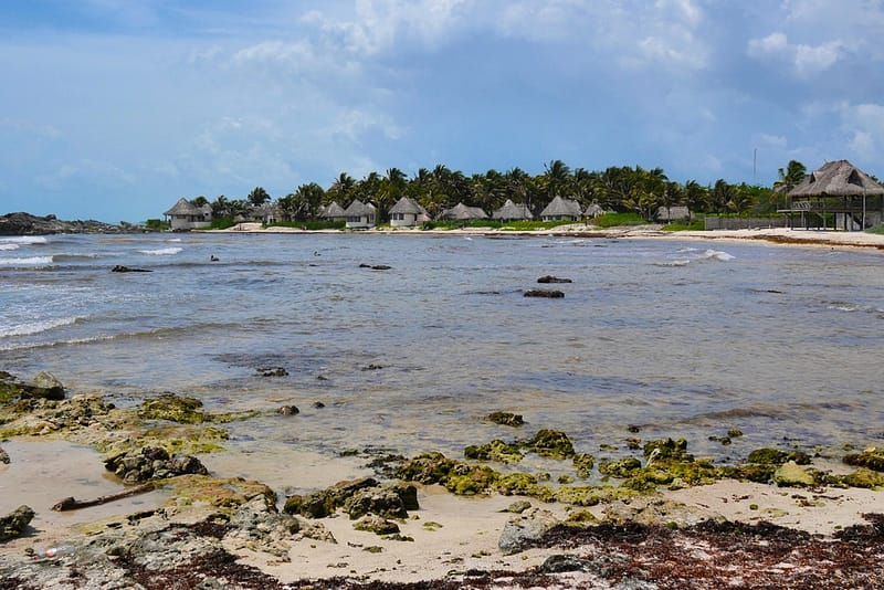 Водоросли на пляжах Мексики